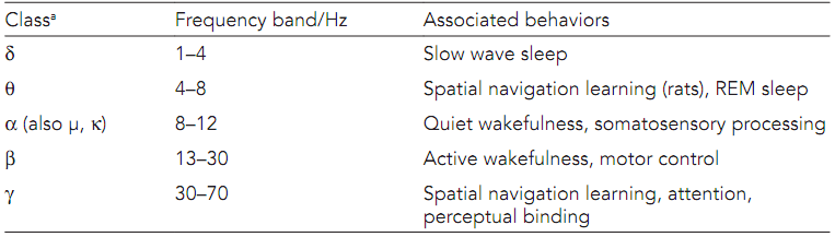 2494_Brain oscillations.png